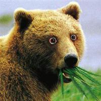 Дмитрий Тарасов